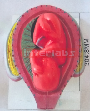 HUMAN PREGNANCY SERIES MODEL (8TH MONTH 40-43CM 1500-1900GM)